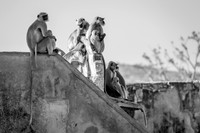 Grey Langur monkey at Jaigarh Fort