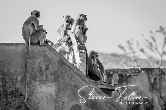 Grey Langur monkey at Jaigarh Fort