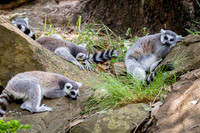 Asheboro Zoo