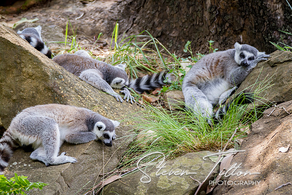 Asheboro Zoo