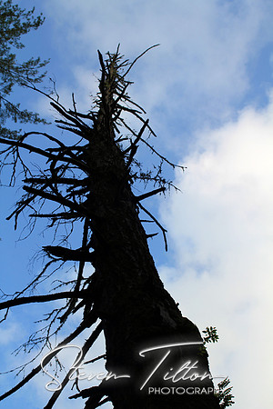 Dead Tree