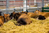 Indiana State Fair