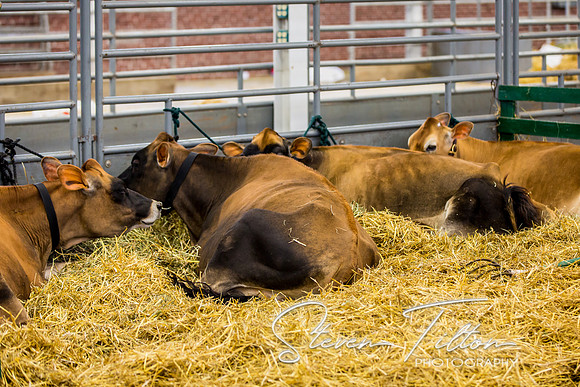 Indiana State Fair