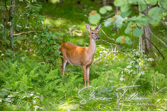 Banner Elk, NC